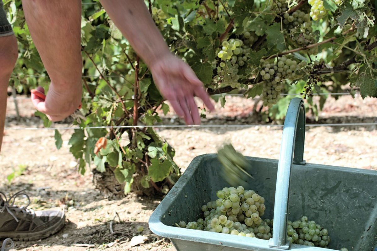 Le travail de récoltant-coopérateur - Champagne Olivier Collin