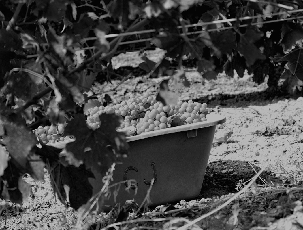 Champagne Olivier Collin Vignerons depuis plusieurs générations